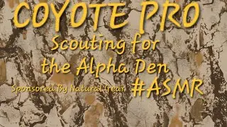Coyote Pro - Scouting For The Alpha Den ( #ASMR ) 