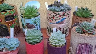 SUCULENTAS APÓS 45 DIAS QUE COMPREI DE HOLAMBRA ❤️ , Vamos ver como elas estão !. 