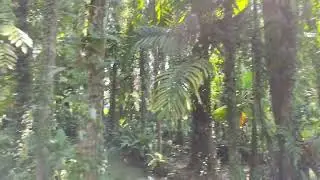 Waldgarten mit Chinampas in Kochi / Kerala 