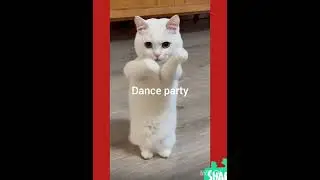 #lovely #cute #adorably #adorablecat #pets #cuteadorable #animals