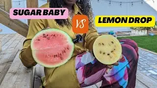 Sugar Baby vs Lemon Drop Watermelon