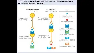 NS PART 4: Pain Pathways Explained: Neurotransmitters, Opioids, and Ion Channels in Pain Control