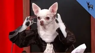 Supreme Court Case Florida v. Jardines As Retold by Dogs #RealAnimalsFakePaws