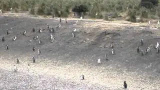 Penguins - Beagle Channel Boat Tour, Ushuaia, Argentina