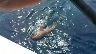 Stephen's Mystic Grouper