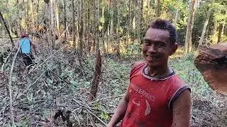 kapur harum zaman Fir'aun