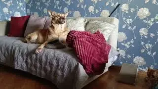 Border guard #dogs #rest #animals #house