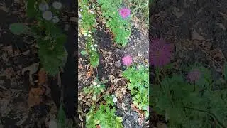 Если астры расцвели - значит пришла осень