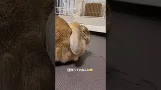 うさぎさんの可愛いくつろぎ姿