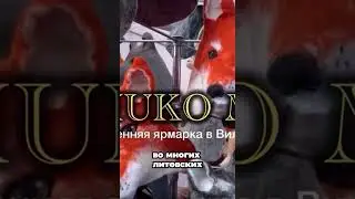 Are Lithuanians a reading nation?