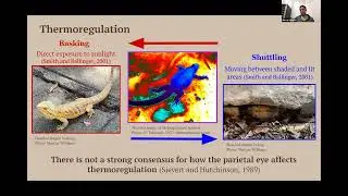 Investigating the Role of the Parietal Eye in the Ornate Tree Lizard