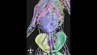 Human anatomy project made with Blender3D #god  #blender #anatomy #breakdown #3danimation