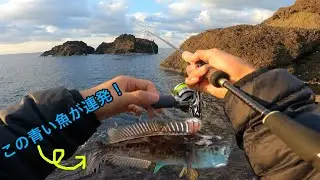 【メバリング】磯でメバルを狙っていたらあの魚が連発した。