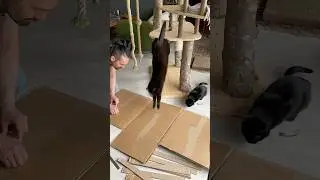I make a king-size scratching post from recycled cardboard boxes #diy #cats #catsofyoutube