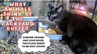 Animals Review the Backyard Buffet ... and it's not good!!😂