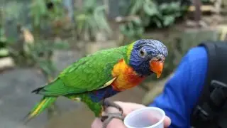 Planckendael - Dierenfotografie / Animal Photography / Animaux Photographie HD
