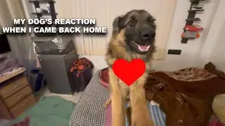 Mere Doggy ka reaction when i came back home #germanshepherd  #germanshepherdpuppy #dog dog reaction