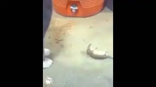 Great presence of mind of rat 🐭  to escape from cat😹😹
