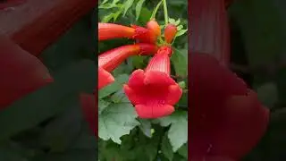 Trumpet vine#plants #plant #flowers #flower #wildlife #wildflowers #nature