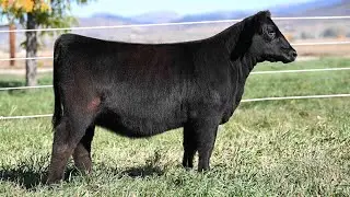 Vickland Show Cattle: Tag 536N