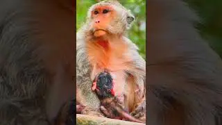 So pity on old mom full exhausted #reelfb #fbreel #wildlife #monkey #video #Leo #Libby #Lily #Rainbo