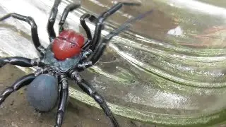 Красноглавый мышиный паук (Missulena occatoria) /╲/\(◣_◢)/\╱\ 😱