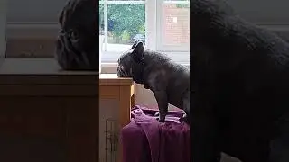 Stubborn Refuses to let us watch him watching people!