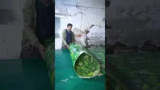 Making Fiber Glass Sheet for Shed