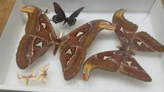 My Large Insect Collection- Episode 2