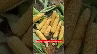 &ldquo;Roasting Memories with Tender Green Maize &ndash; A Farm Treat 🌾🌽&rdquo; #englishforbeginners