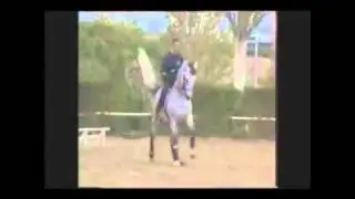 Gaucho III Grand Prix PRE Imported Stallion