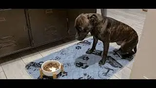 Tapis Fin et Antid&eacute;rapant pour Chien, Chat, Lapin et Cochon d'Inde - NEO SOLVO