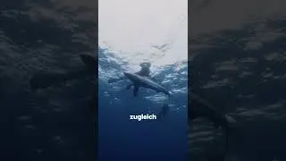 Der verbreitetste HAI der WELT!! 🦈🌍 #hai #biologie #tiere #facts #shark #blauhai #tauchen