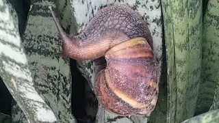 Local instead Cute Snail 🐌 | South Asia | relax calm country sound 