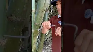 Survival Skills: How to Get Water from a BAMBOO Tree 💧#ohd #survival #camping #bushcraft #skills