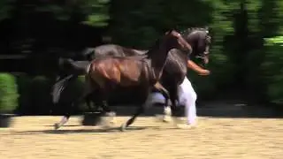 01 King-Zack (Blue Hors Zack x Krack C)