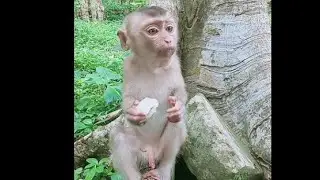 so cute baby monkey rojo eat fruit  baby lovely