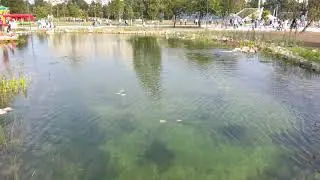 Bik&aacute;s park biot&oacute; &aacute;tad&aacute;si &uuml;nneps&eacute;g