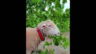 White Suffolk