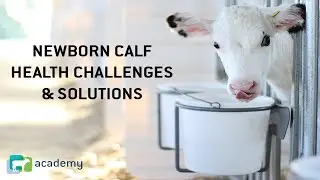Newborn Calf Health Challenges and Potential Solutions