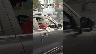 Pet parents 🐕❤️ #youtubeshorts #love #trendingshorts #viralshort #kind_worldzz_3