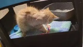 3-Month-Old Kitten Drags Limp Leg Desperately For Help In Desolate Alabama Sawmill [STORY BELOW]