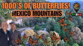 The Monarch Butterfly Migration | Our First Stop in Mexico 🇲🇽🦋