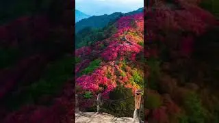 beautiful nature status for whatsapp #naturewhatsapp  #LO3.0VE