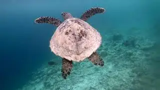 Spiritual Healing Experience: Endangered Hawkbill Turtle Meditation