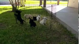 Scottish Terrier Puppies from Southern Scotties