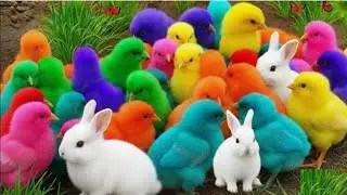 Cute Chicken, colorful chicken, rainbow chicken, cute rabbit, cute duck, koi fish, Cute Animals