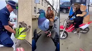 Видеоролики с животными, управляемыми искусственным интеллектом, выходят из-под контроля &mdash; Sora 2...