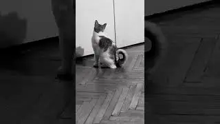У кошки эпилепсия. Карта в описании #помощь_животным #cat @Sonechka148