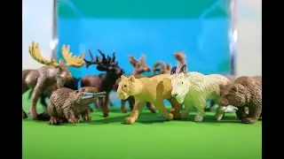 Learn North American  wild animals, with sound and water splash